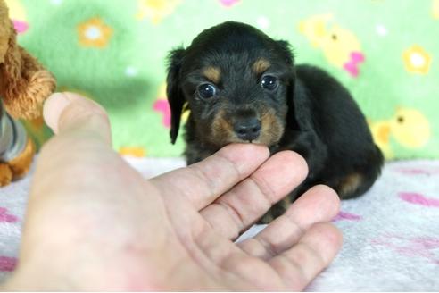 成約済の兵庫県のミニチュアダックスフンド(ロングヘアード)-78533の2枚目