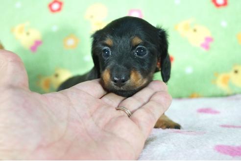 成約済の兵庫県のカニンヘンダックスフンド(ロングヘアード)-78534の1枚目