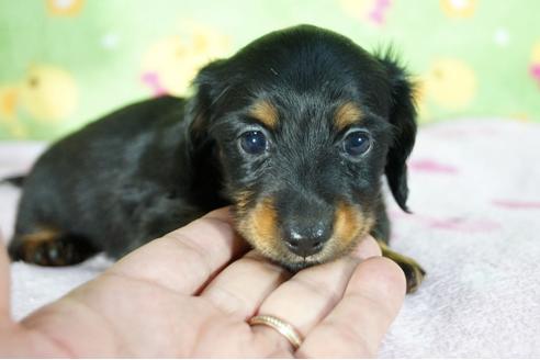 成約済の兵庫県のカニンヘンダックスフンド(ロングヘアード)-78534の3枚目