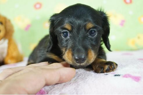 成約済の兵庫県のカニンヘンダックスフンド(ロングヘアード)-78534の2枚目