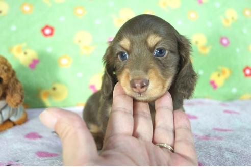 成約済の兵庫県のミニチュアダックスフンド(ロングヘアード)-78536の1枚目