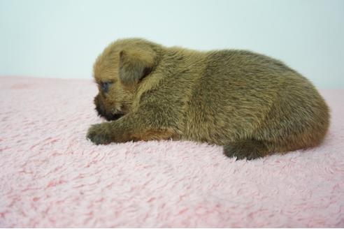 成約済の奈良県のノーフォークテリア-78544の3枚目