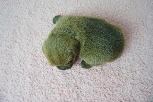 成約済の奈良県のノーフォークテリア-78544の2枚目
