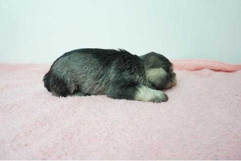 成約済の奈良県のミニチュアシュナウザー-78547の4枚目