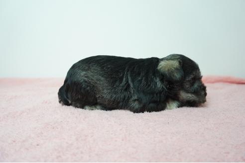 成約済の奈良県のミニチュアシュナウザー-78549の4枚目