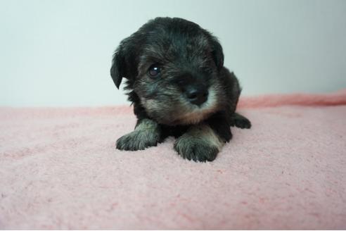 成約済の奈良県のミニチュアシュナウザー-78549の1枚目