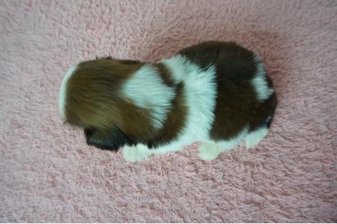 成約済の奈良県のシーズー-78556の5枚目