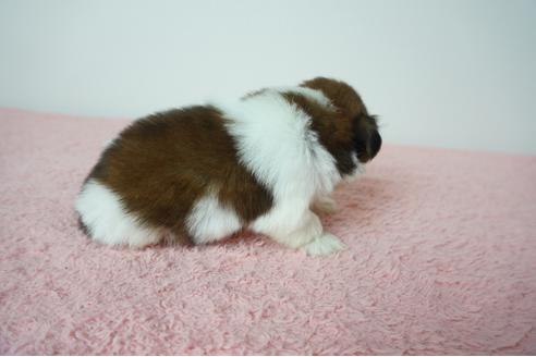 成約済の奈良県のシーズー-78556の4枚目