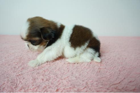 成約済の奈良県のシーズー-78556の3枚目