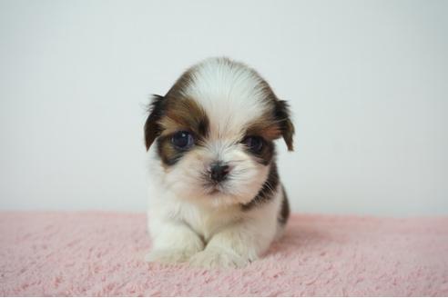 成約済の奈良県のシーズー-78556の2枚目