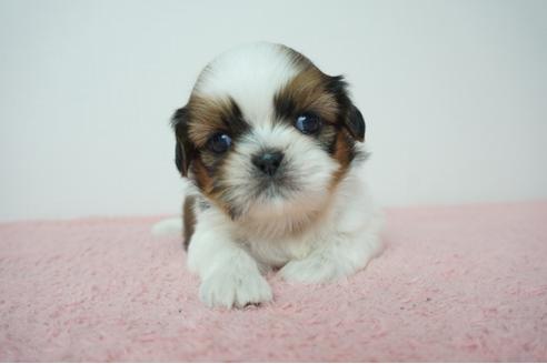 奈良県のシーズー 女の子 2019 07 21生まれ ホワイト ゴールド 子犬id 78557 ブリーダーナビ