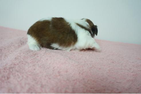 成約済の奈良県のシーズー-78558の4枚目