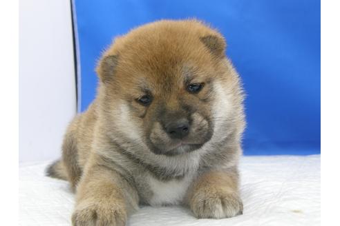 成約済の愛知県の柴犬-78595の10枚目