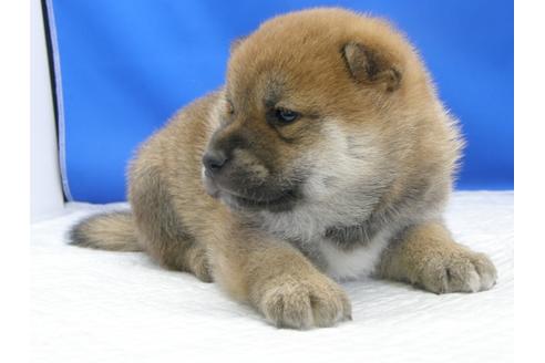 成約済の愛知県の柴犬-78595の9枚目