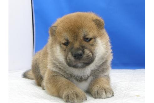 成約済の愛知県の柴犬-78595の8枚目