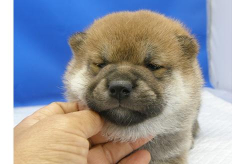 成約済の愛知県の柴犬-78595の7枚目