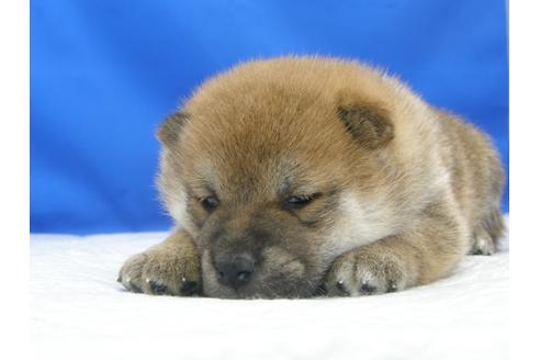 成約済の愛知県の柴犬-78595の6枚目