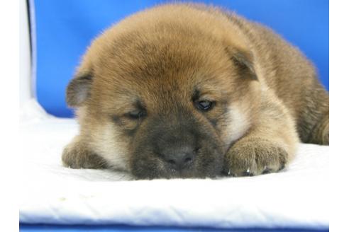 成約済の愛知県の柴犬-78596の10枚目