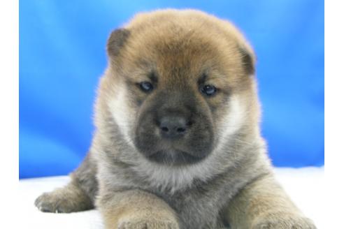 成約済の愛知県の柴犬-78596の9枚目