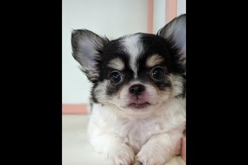 千葉県のロングコートチワワ 男の子 2019 06 12生まれ ブラックタン ホワイト 子犬id 74674 ブリーダーナビ