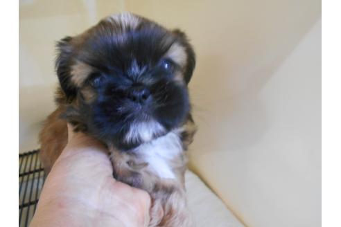 成約済の福岡県のミックス犬-78601の2枚目