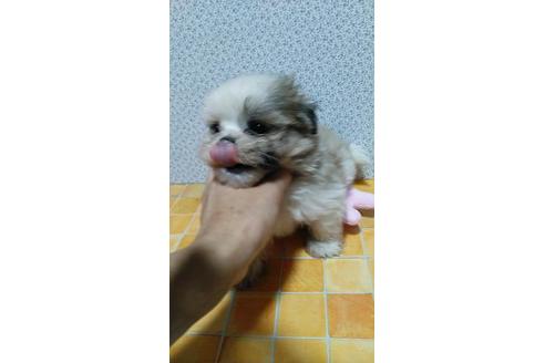 成約済の宮崎県のミックス犬-78612の3枚目