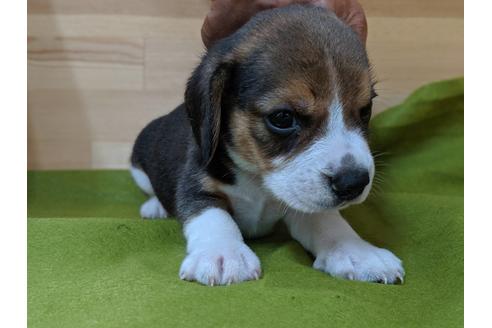 成約済の愛知県のビーグル-78613の4枚目