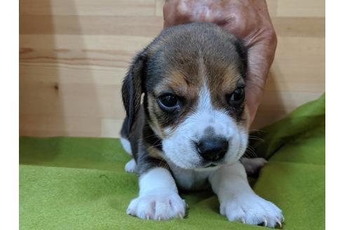 成約済の愛知県のビーグル-78613の3枚目