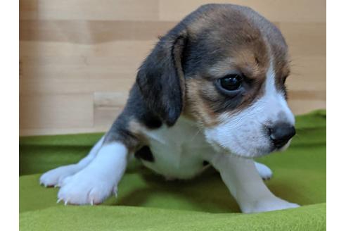 成約済の愛知県のビーグル-78613の2枚目