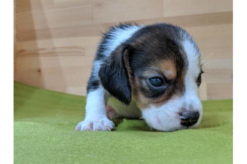 成約済の愛知県のビーグル-78614の1枚目