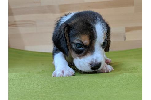 成約済の愛知県のビーグル-78614の3枚目