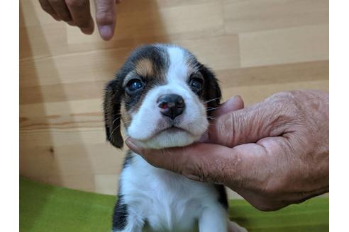 成約済の愛知県のビーグル-78614の2枚目