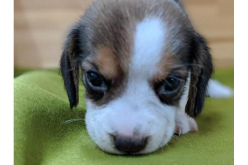 成約済の愛知県のビーグル-78615の3枚目