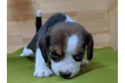 成約済の愛知県のビーグル-78615の2枚目