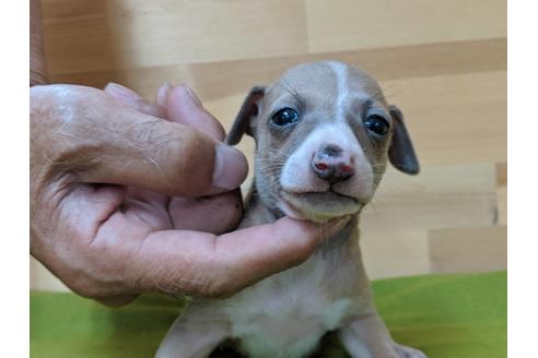 成約済の愛知県のイタリアングレーハウンド(イタグレ)-78616の1枚目