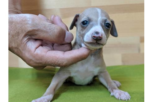 成約済の愛知県のイタリアングレーハウンド(イタグレ)-78616の3枚目