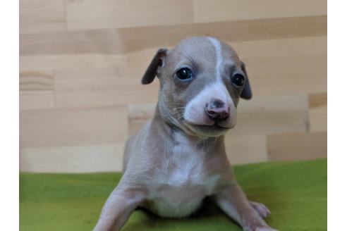 成約済の愛知県のイタリアングレーハウンド(イタグレ)-78616の2枚目
