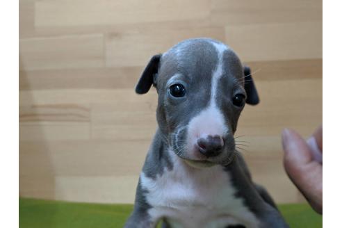 成約済の愛知県のイタリアングレーハウンド(イタグレ)-78617の2枚目