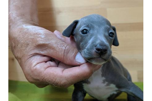 成約済の愛知県のイタリアングレーハウンド(イタグレ)-78618の1枚目