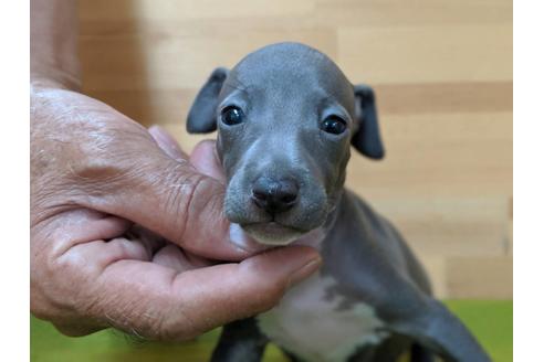 成約済の愛知県のイタリアングレーハウンド(イタグレ)-78618の3枚目