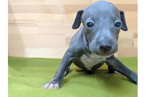 成約済の愛知県のイタリアングレーハウンド(イタグレ)-78618の2枚目
