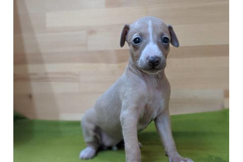 成約済の愛知県のイタリアングレーハウンド(イタグレ)-78619の2枚目