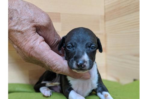 成約済の愛知県のイタリアングレーハウンド(イタグレ)-78620の2枚目