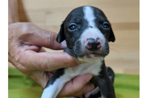 成約済の愛知県のイタリアングレーハウンド(イタグレ)-78632