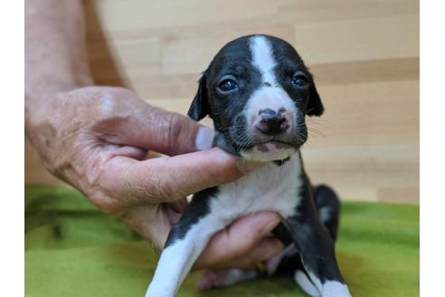 成約済の愛知県のイタリアングレーハウンド(イタグレ)-78632の3枚目