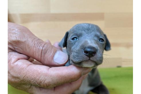 成約済の愛知県のイタリアングレーハウンド(イタグレ)-78633