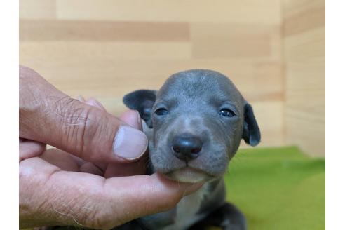 成約済の愛知県のイタリアングレーハウンド(イタグレ)-78633の2枚目