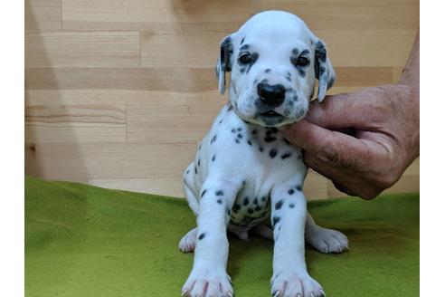 成約済の愛知県のダルメシアン-78634の1枚目
