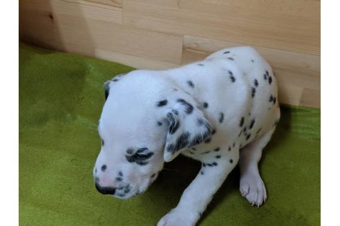 成約済の愛知県のダルメシアン-78634の2枚目