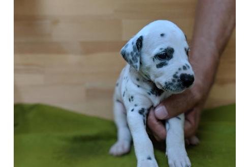 成約済の愛知県のダルメシアン-78635